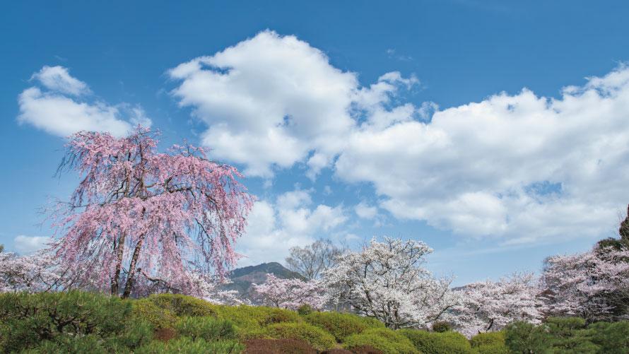 妙満寺の森  サクラ山から望む比叡山の山並み
