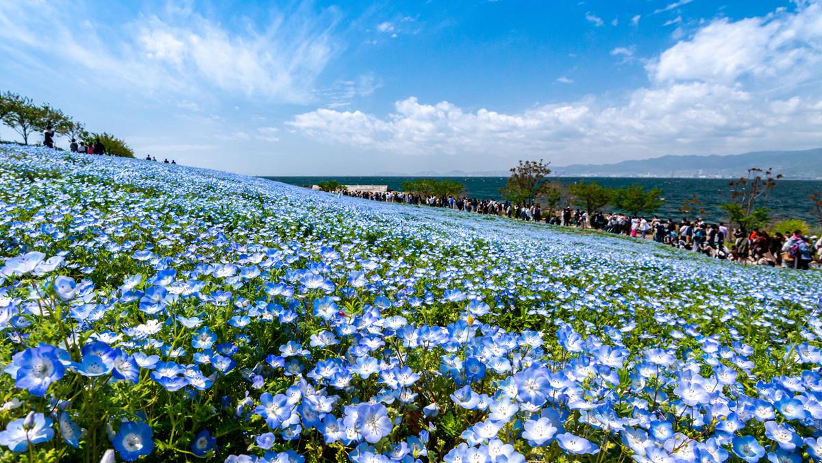 ネモフィラ祭り