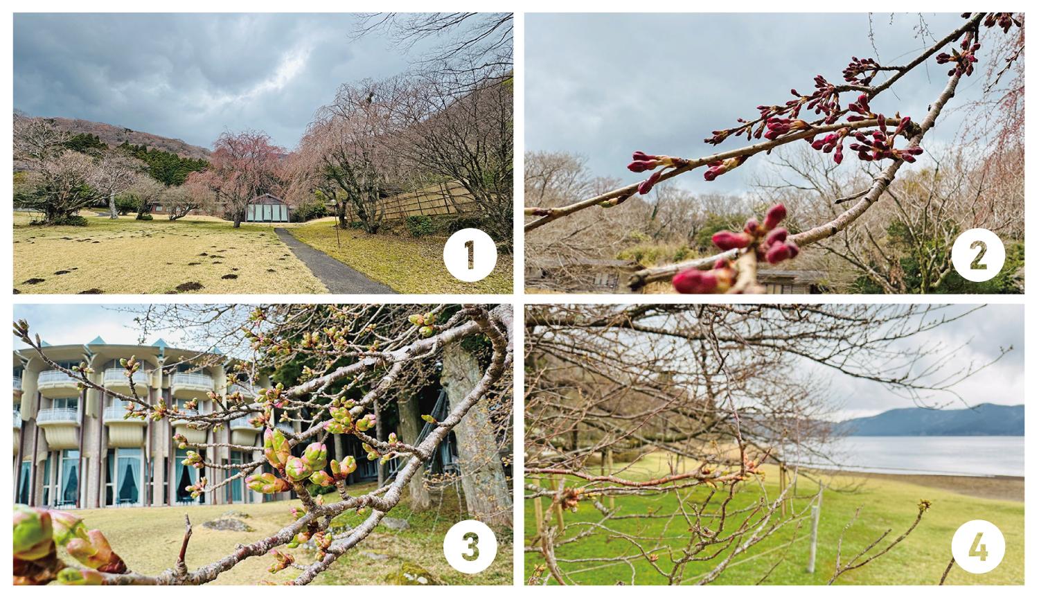箱根, 湖畔, サクラ, 開花, 蕾