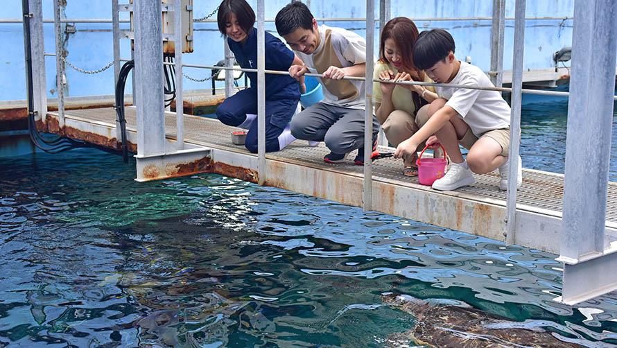 ウミガメ給餌体験のイメージ