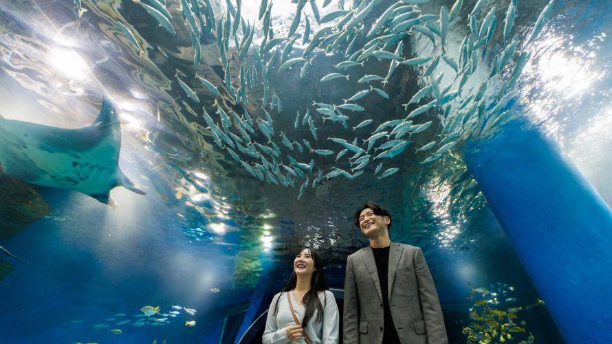 「マクセルアクアパーク品川」のトンネル水槽 「ワンダーチューブ」