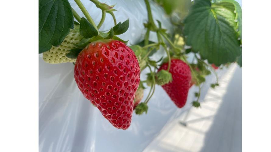 いちご狩り体験