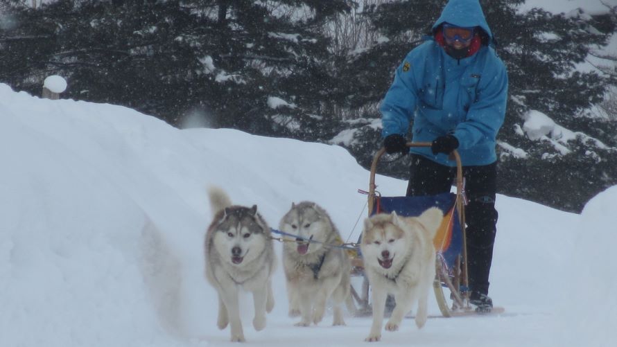 犬ぞり体験