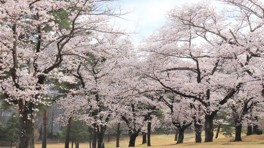 春のハーフラウンド付きステイ
