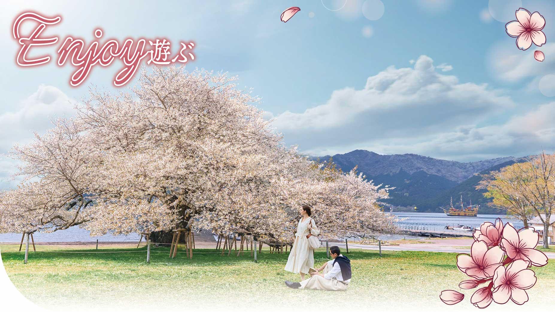 満開を迎えた湖畔の一本桜