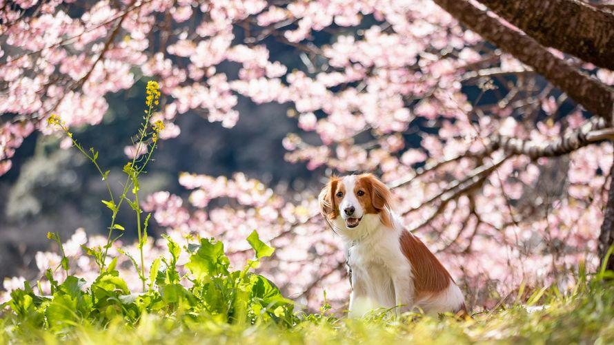 ワンちゃんと楽しむ！伊豆の花便りプラン（夕朝食付き）