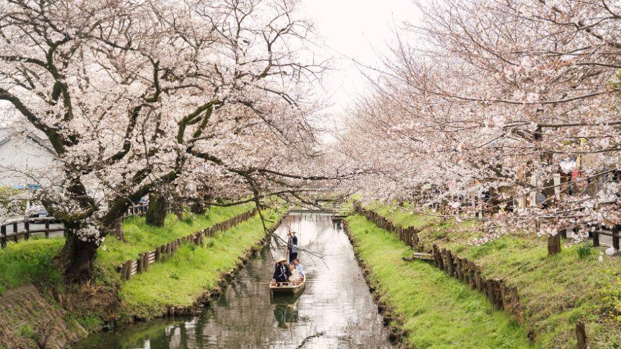 舟遊体験で花見