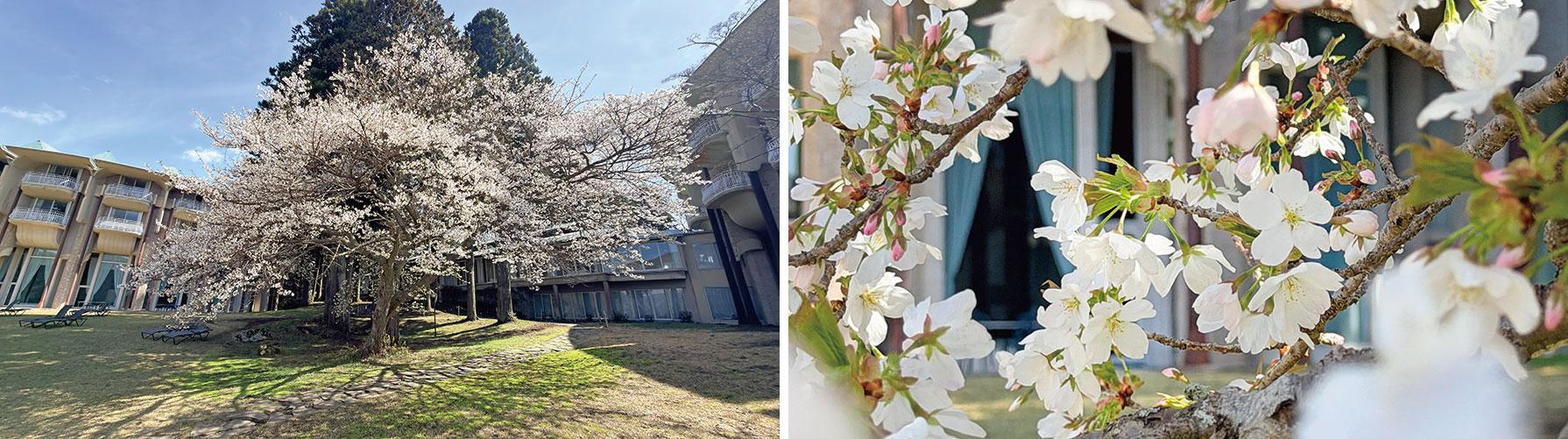 ザ・プリンス箱根 中庭の桜