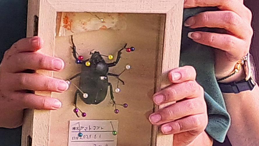親子でカブトムシ標本作りイメージ