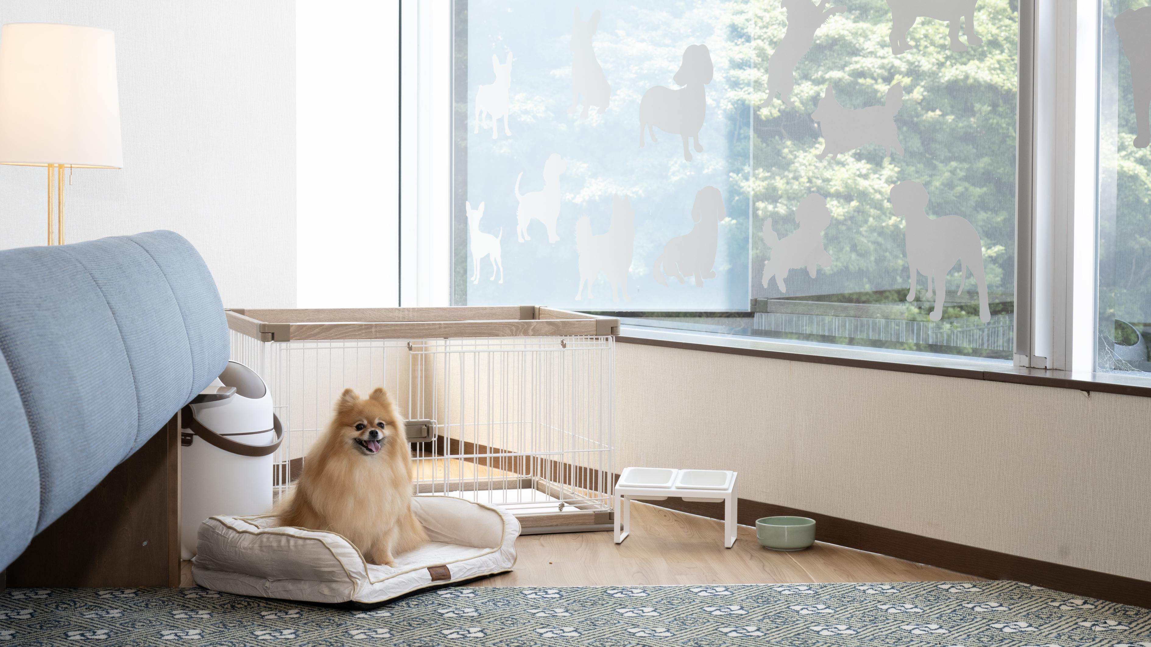ドッグフレンドリールームでくつろぐワンちゃん
