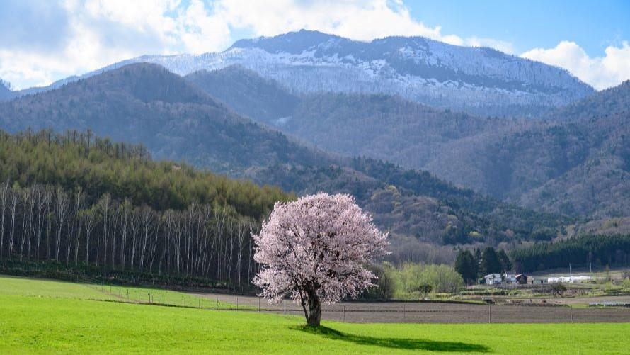 一本桜