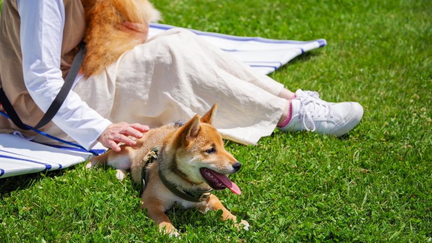 ピクニック気分で