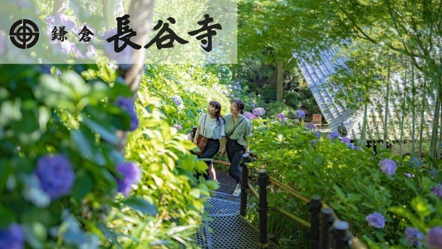 鎌倉の梅雨の風物詩「あじさい」を満喫 　長谷寺拝観券付きプラン