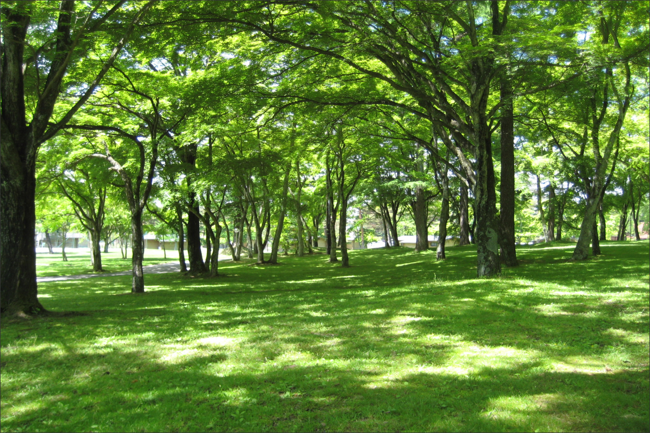 Efforts to Preserve and Expand Greenery