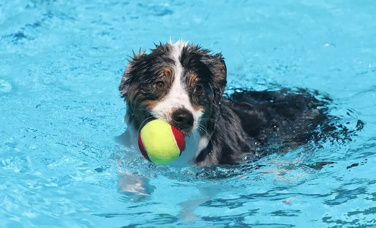 泳ぐ愛犬を眺める、至福のひととき