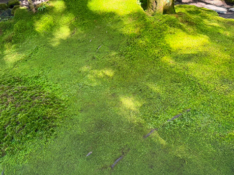 室生犀星記念館_庭