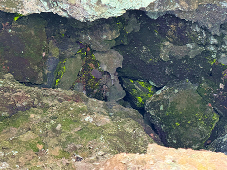 鬼押し出し園_ヒカリゴケ