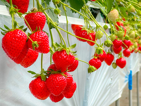 室生犀星記念館_庭
