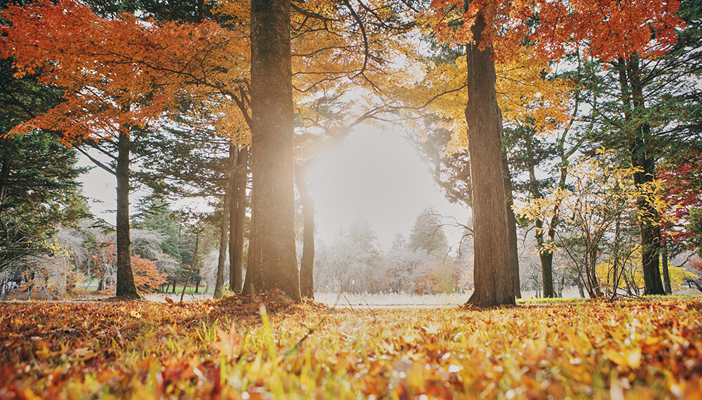 軽井沢の秋を楽しむよくばり滞在「秋の五感体験プラン」
