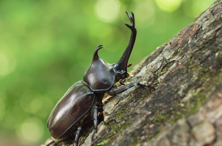 軽井沢カブトムシの森
