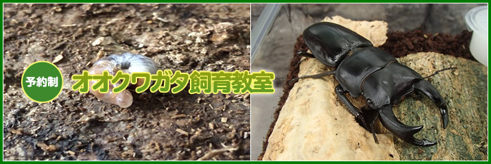 オオクワガタ飼育教室