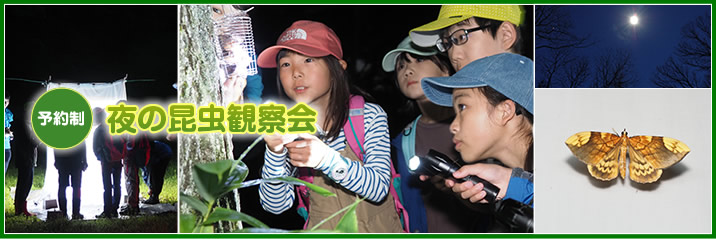 夜の昆虫観察会