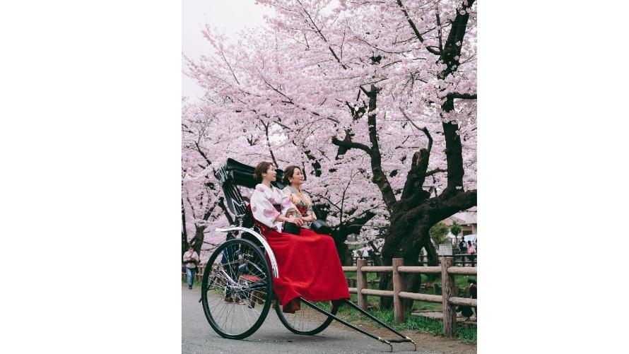 早朝の人力車で巡る桜スポット