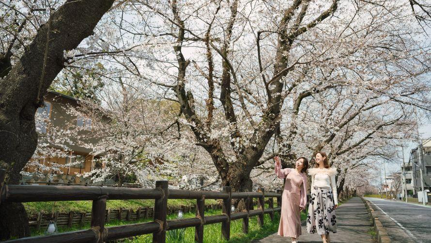早朝の人力車で巡る桜スポット
