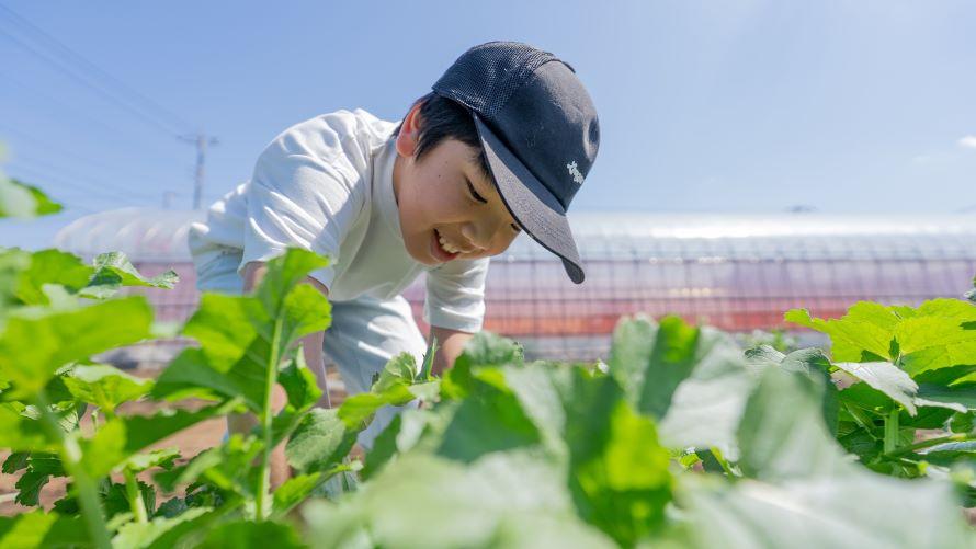 農園で朝採れ野菜の収穫体験