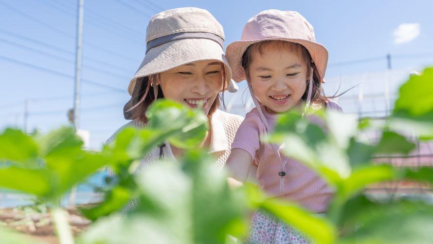 農園で朝採れ野菜の収穫体験