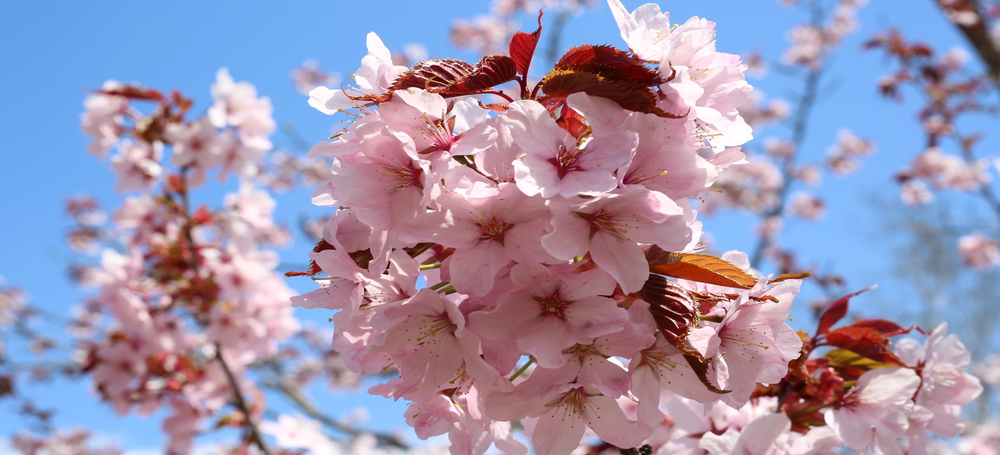 大自然に静かに佇む湖畔のリゾート