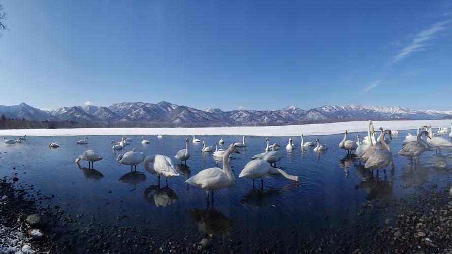 羽を休める白鳥たち