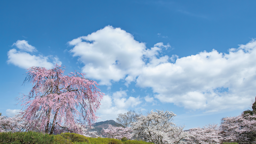 茶寮で楽しむ和のアフタヌーンティ