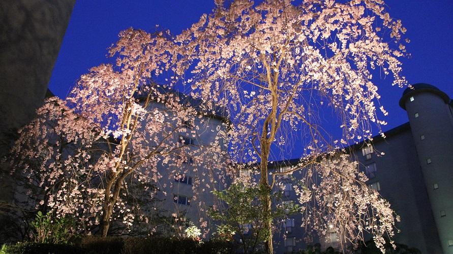 光の桜ガーデン　“HANAMI” Cafe　今春ニューオープン