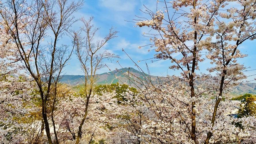 一般非公開エリア探訪 “妙満寺の森 サクラ山”鑑賞ツアー2024