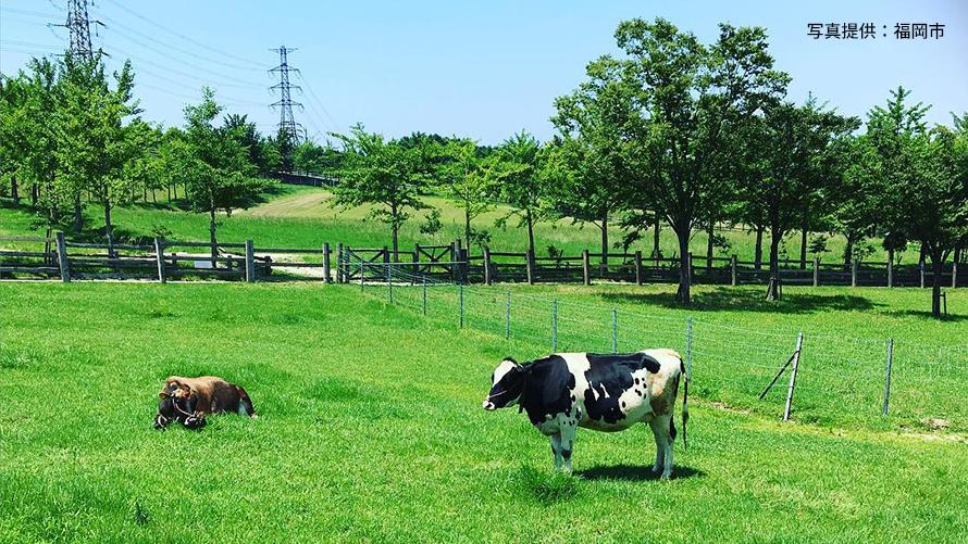 ABURAYAMA FUKUOKA（油山牧場）