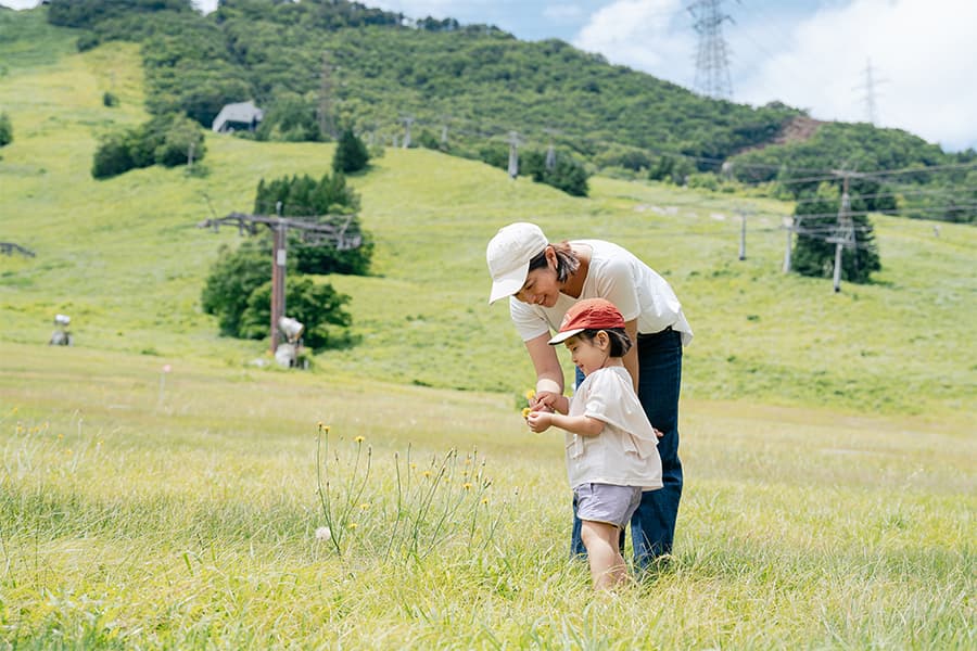 ホテルの屋外を散策すると、季節の野花がたくさん