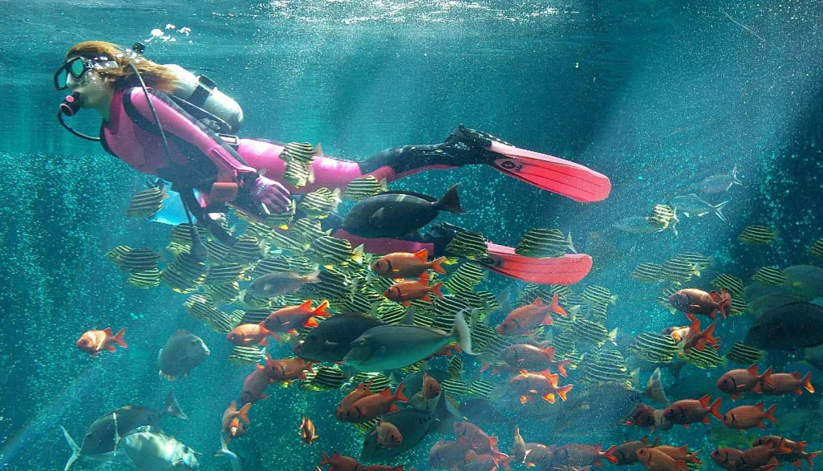 箱根園水族館の海中ショー