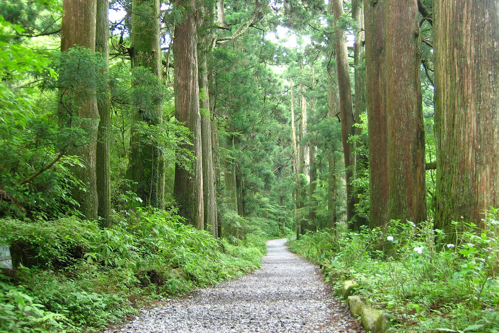 旧東海道 箱根宿の杉並木