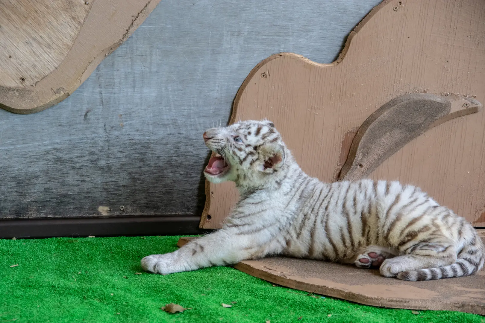 伊豆アニマルキングダム