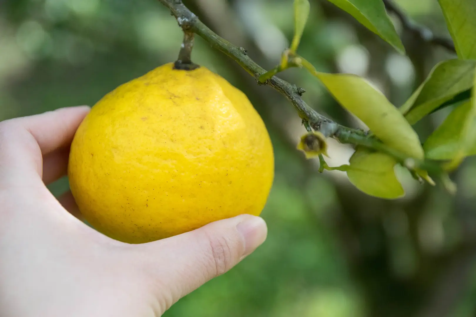 城ヶ崎オレンジ村