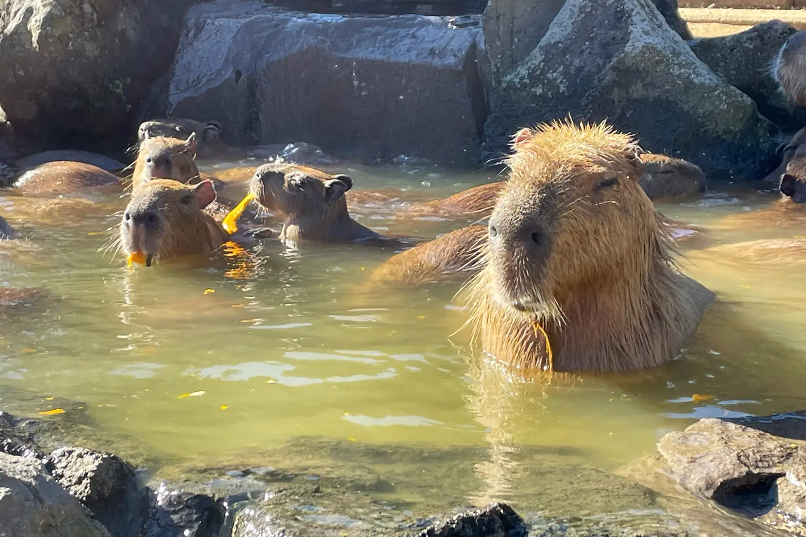 伊豆シャボテン動物公園