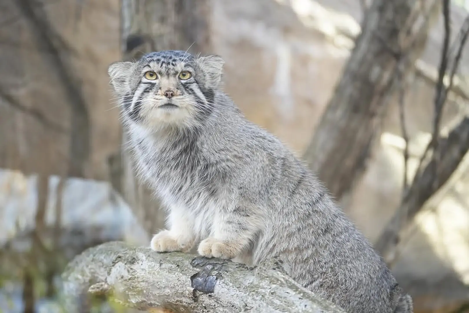 那須どうぶつ王国（栃木県）
