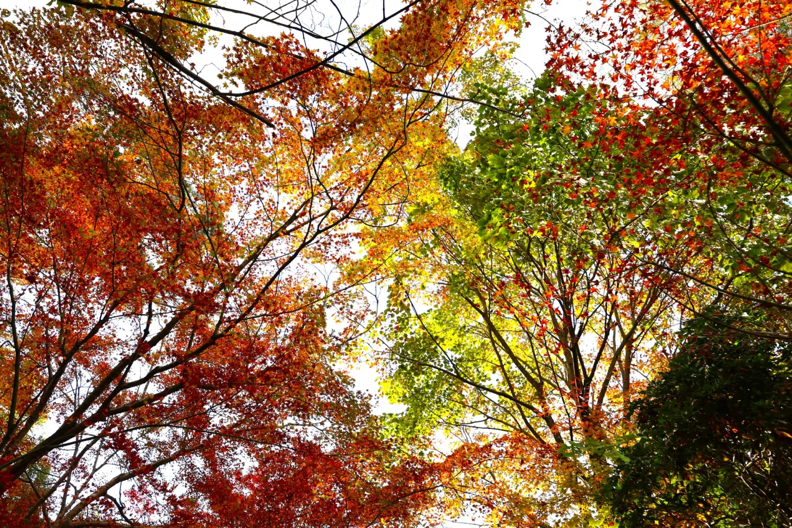 約700本の紅葉が織りなす自然の美