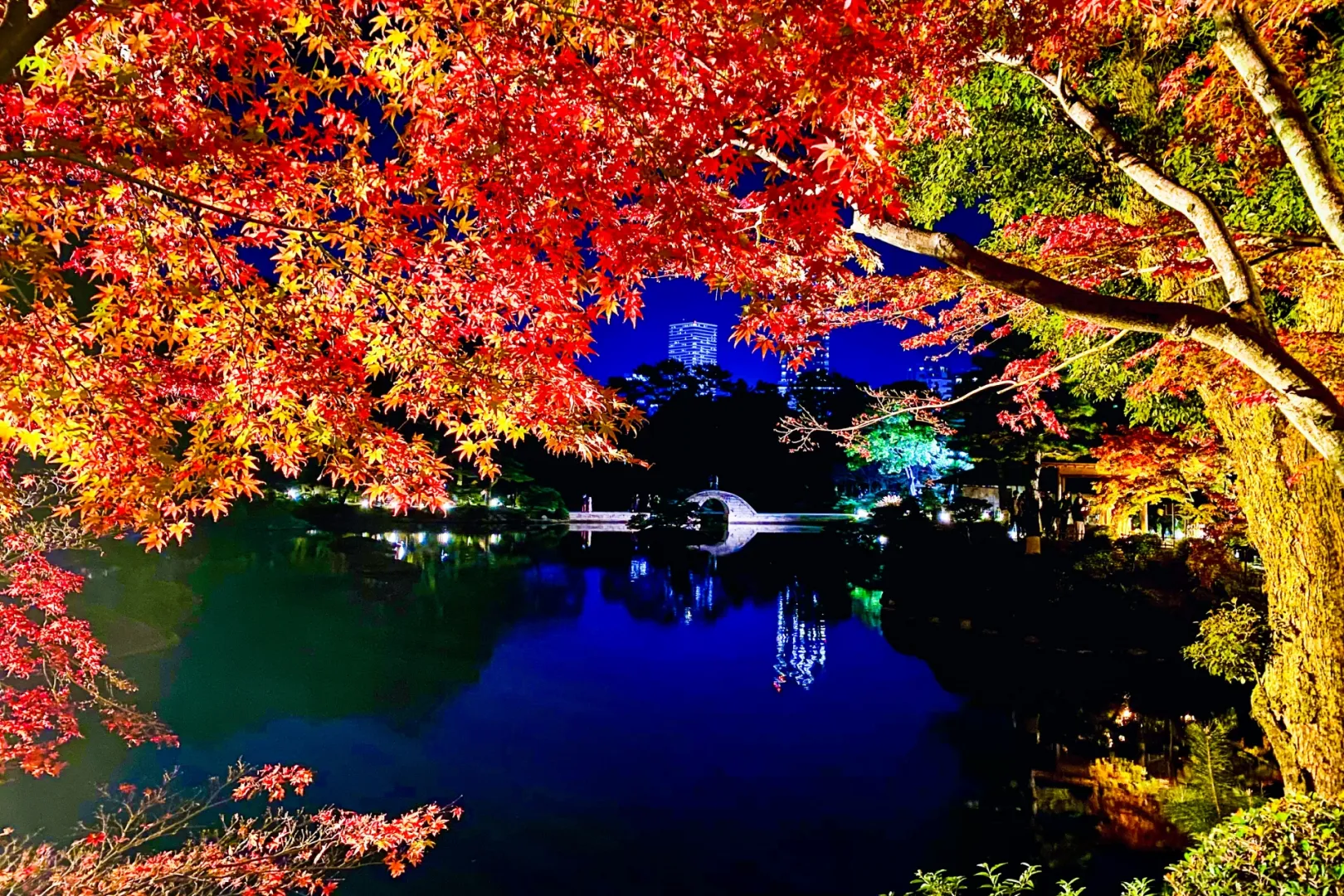 11月末が見ごろ！街の明かりに照らされた、縮景園でしか味わえない紅葉の美