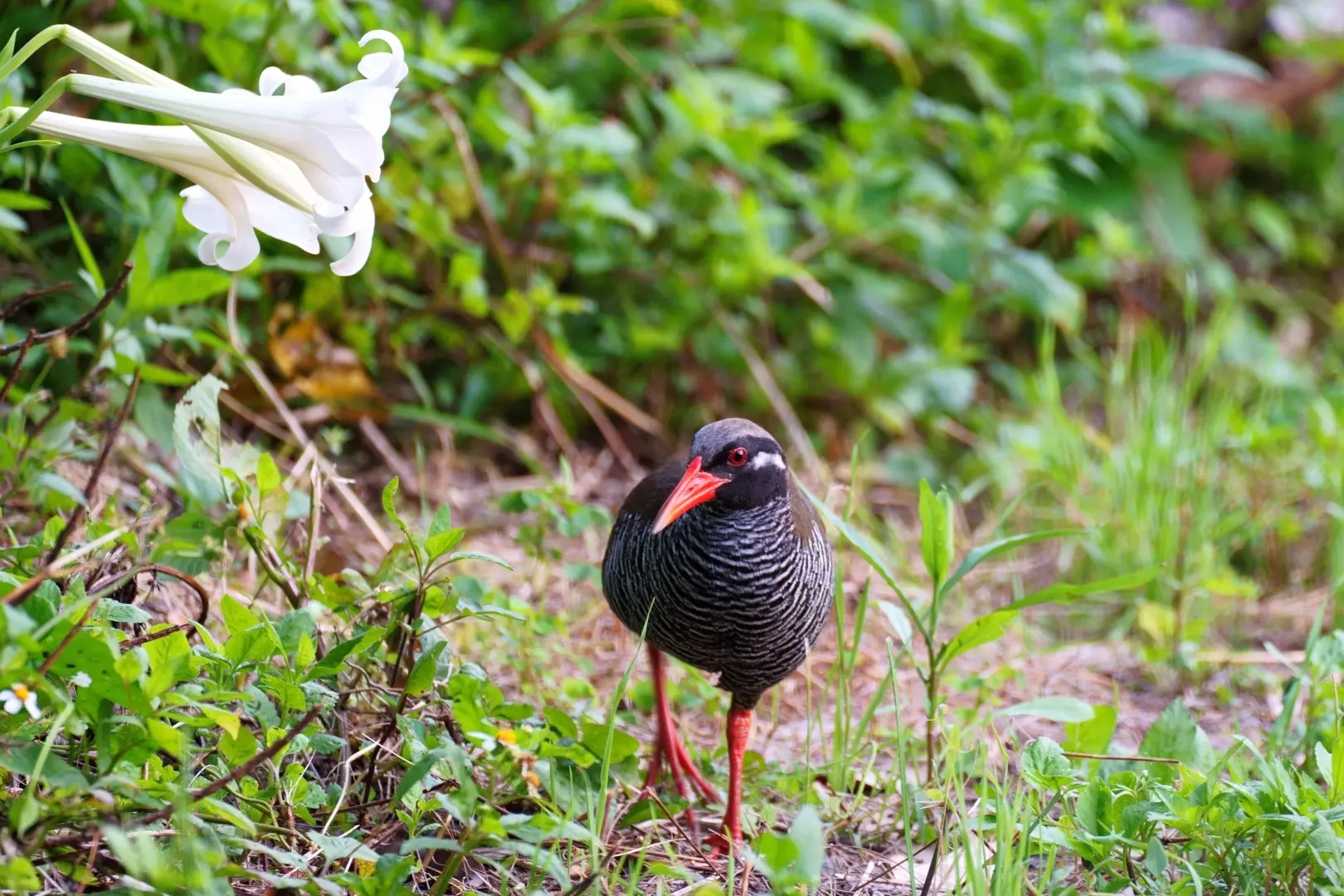 ヤンバルクイナ