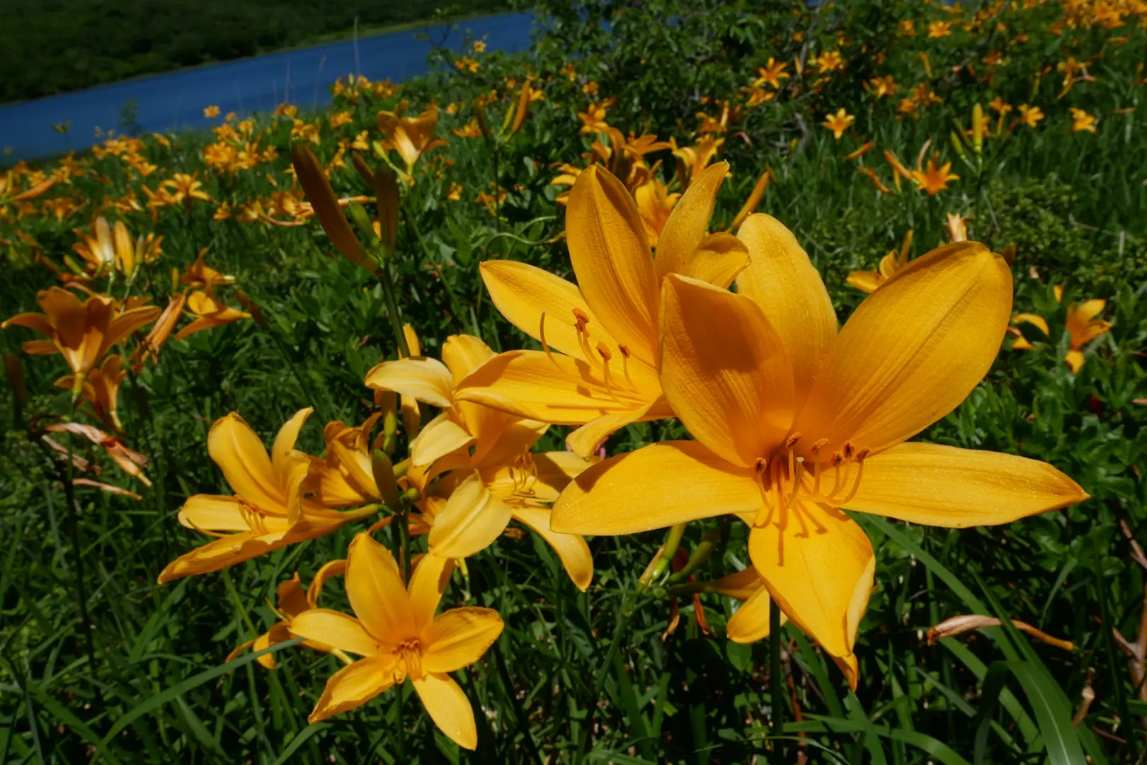 普段は見れない新緑や高山植物を観察できる