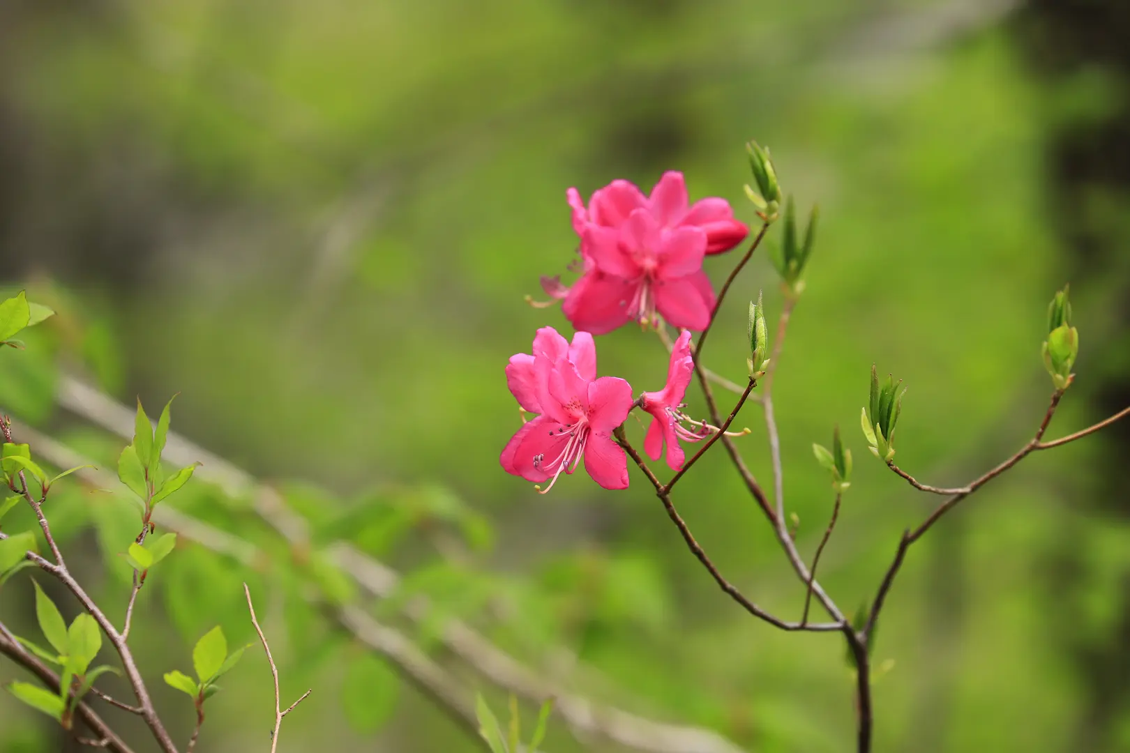 苗場山(群馬県)