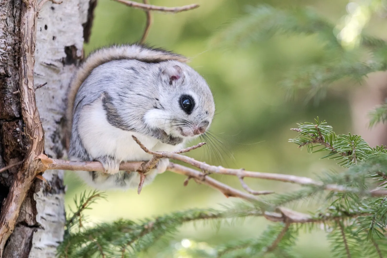 エゾモモンガのかわいい特徴｜小さな体に大きな目、ふわふわの毛