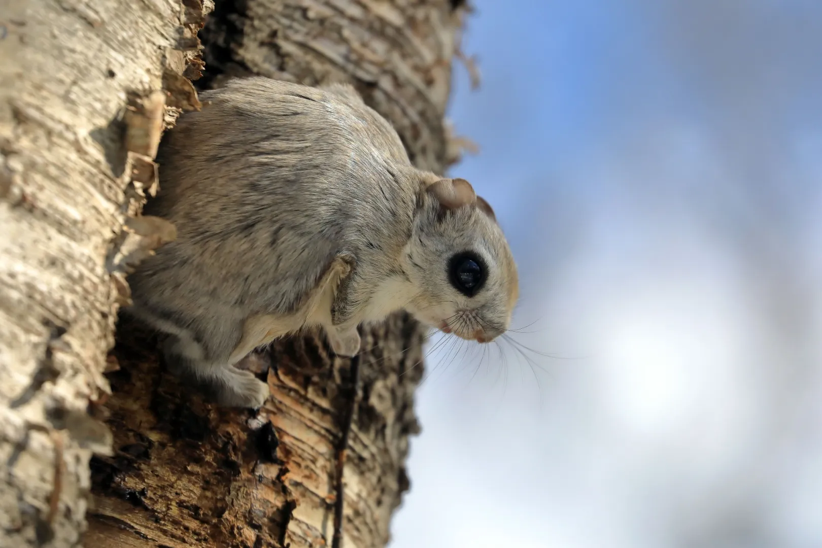 こまば木のひろば（網走市）